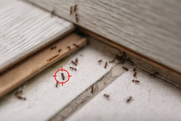 Best Best Pest Control Companies  in Warroad, MN
