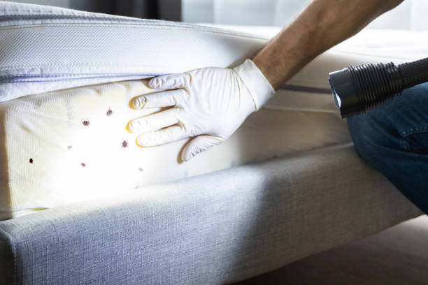Best Local Pest Control Services  in Warroad, MN