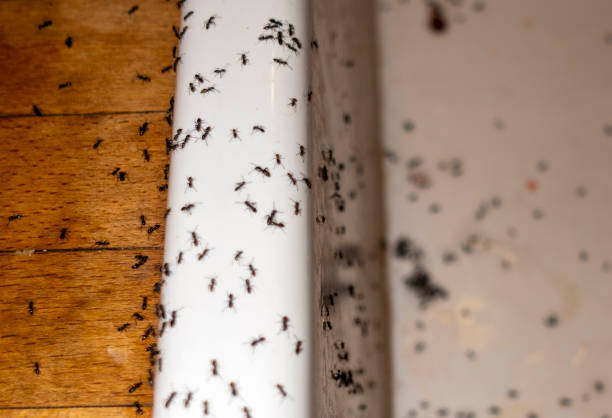 Best Termite Control Services  in Warroad, MN