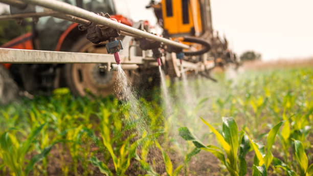 Wasp Removal Services in Warroad, MN